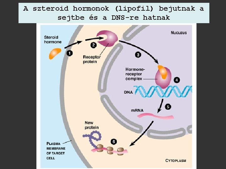 A szteroid hormonok (lipofil) bejutnak a sejtbe és a DNS-re hatnak 