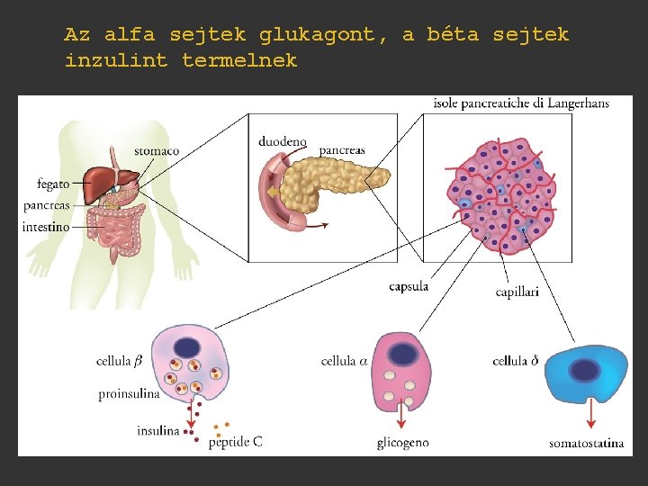 Az alfa sejtek glukagont, a béta sejtek inzulint termelnek 