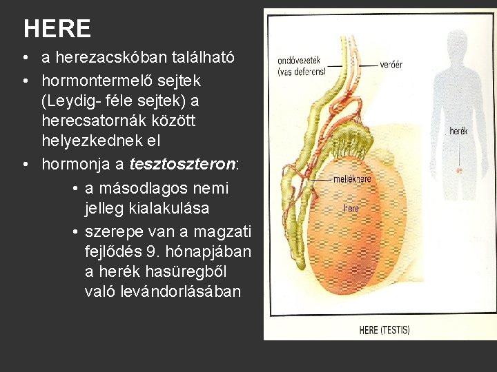 HERE • a herezacskóban található • hormontermelő sejtek (Leydig- féle sejtek) a herecsatornák között