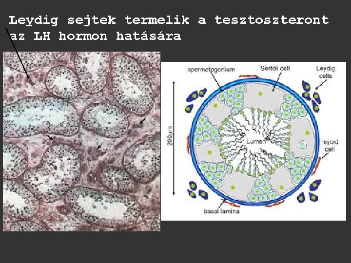 Leydig sejtek termelik a tesztoszteront az LH hormon hatására 