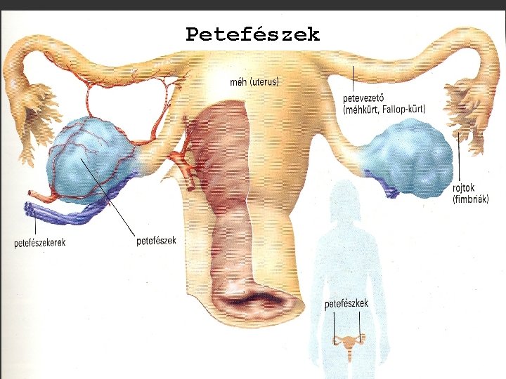 Petefészek 