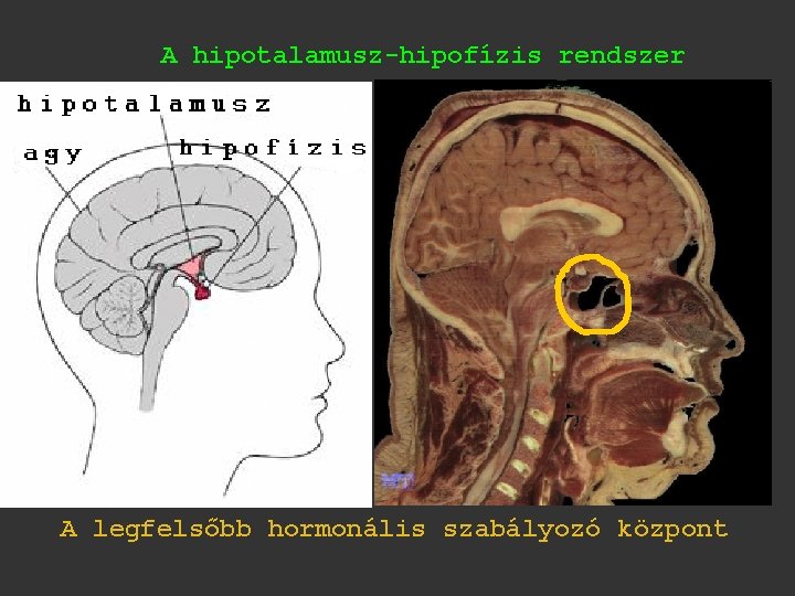 A hipotalamusz-hipofízis rendszer A legfelsőbb hormonális szabályozó központ 