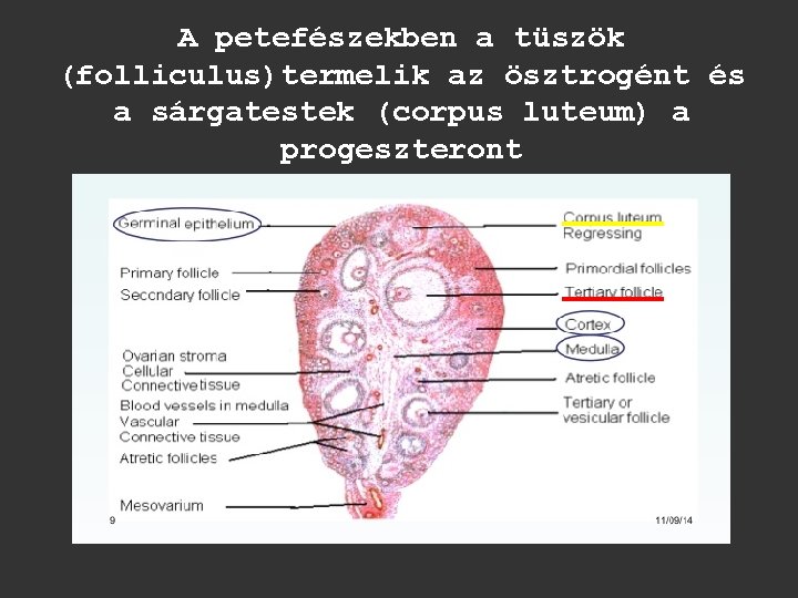 A petefészekben a tüszök (folliculus)termelik az ösztrogént és a sárgatestek (corpus luteum) a progeszteront