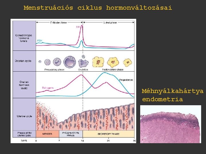 Menstruációs ciklus hormonváltozásai Méhnyálkahártya endometria 