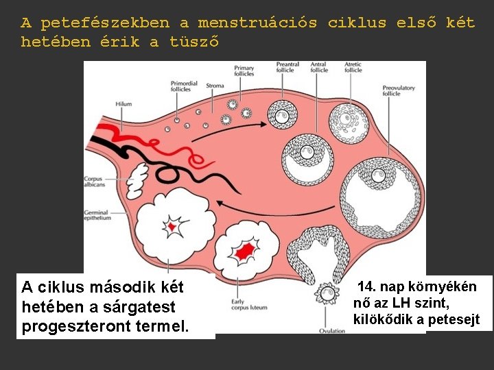 A petefészekben a menstruációs ciklus első két hetében érik a tüsző A ciklus második