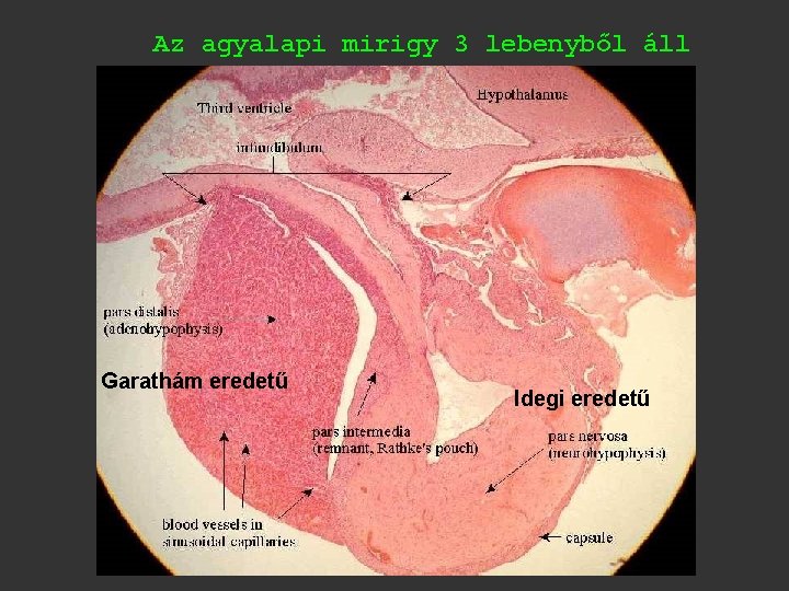 Az agyalapi mirigy 3 lebenyből áll Garathám eredetű Idegi eredetű 