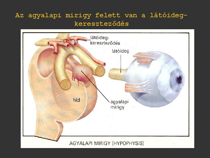 Az agyalapi mirigy felett van a látóidegkereszteződés 