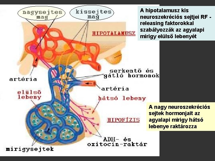 A hipotalamusz kis neuroszekréciós sejtjei RF releasing faktorokkal szabályozzák az agyalapi mirigy elülső lebenyét