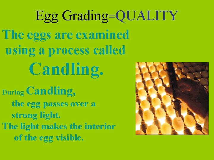 Egg Grading=QUALITY The eggs are examined using a process called Candling. During Candling, the