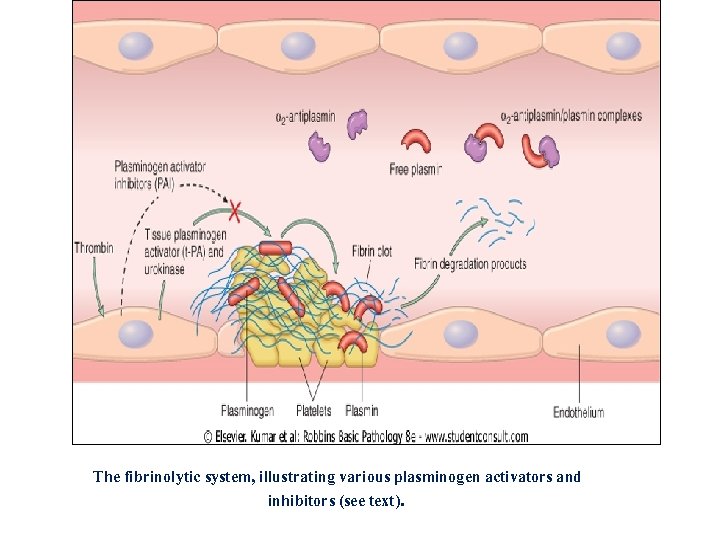 The fibrinolytic system, illustrating various plasminogen activators and inhibitors (see text). 