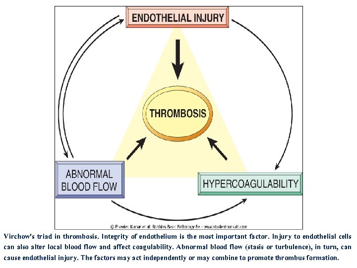Virchow's triad in thrombosis. Integrity of endothelium is the most important factor. Injury to