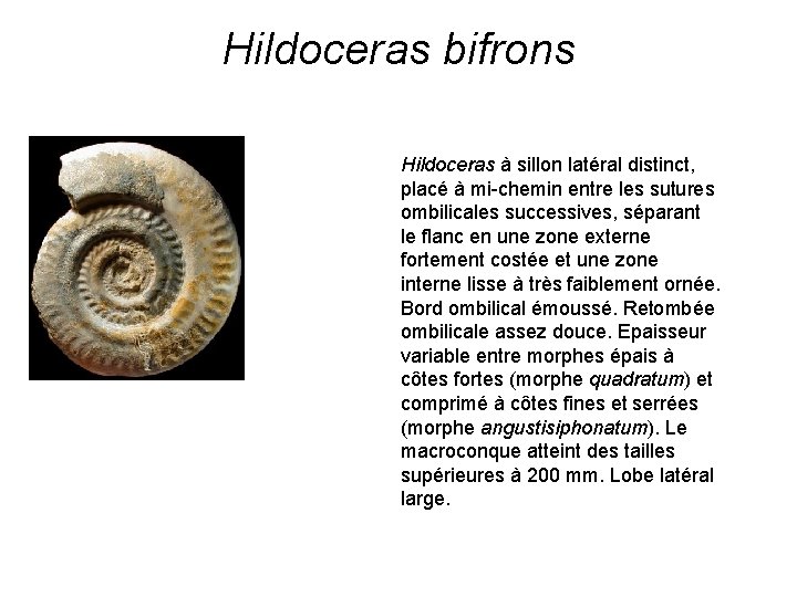 Hildoceras bifrons Hildoceras à sillon latéral distinct, placé à mi-chemin entre les sutures ombilicales