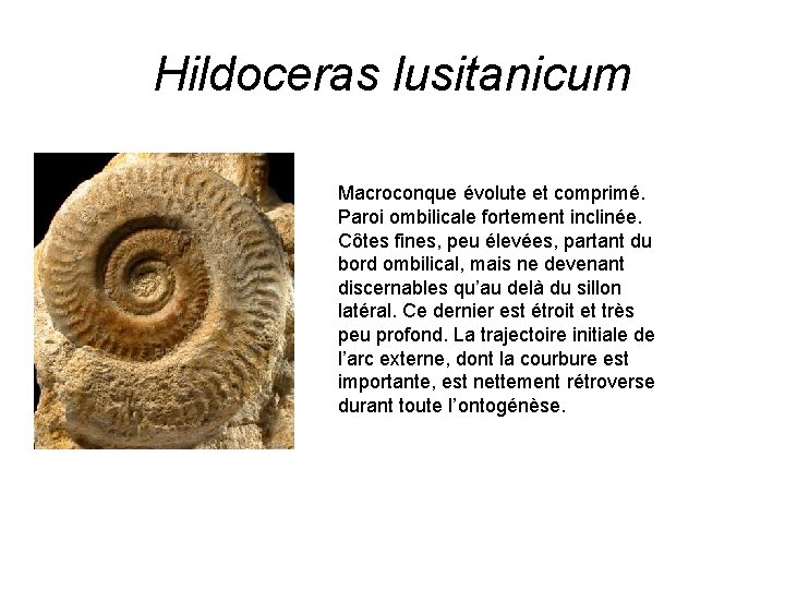 Hildoceras lusitanicum Macroconque évolute et comprimé. Paroi ombilicale fortement inclinée. Côtes fines, peu élevées,