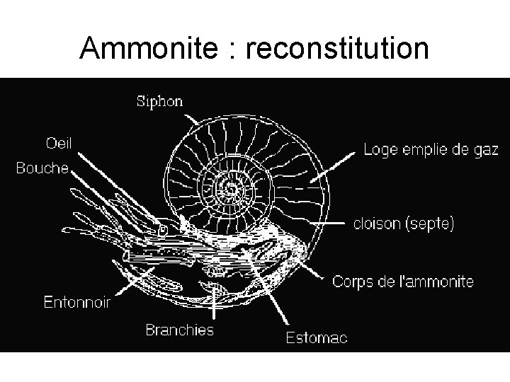 Ammonite : reconstitution 