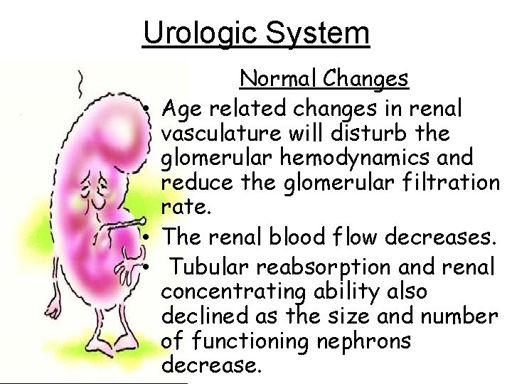 Urologic System Normal Changes • Age related changes in renal vasculature will disturb the