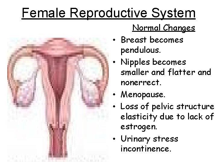 Female Reproductive System • • • Normal Changes Breast becomes pendulous. Nipples becomes smaller