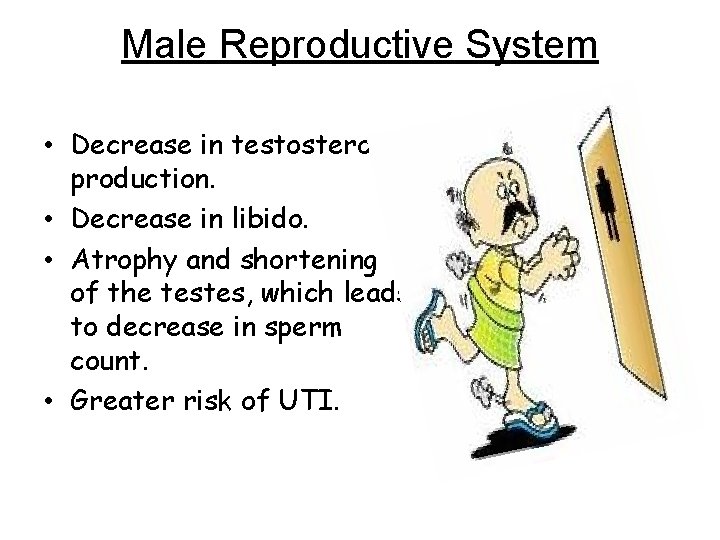 Male Reproductive System • Decrease in testosterone production. • Decrease in libido. • Atrophy