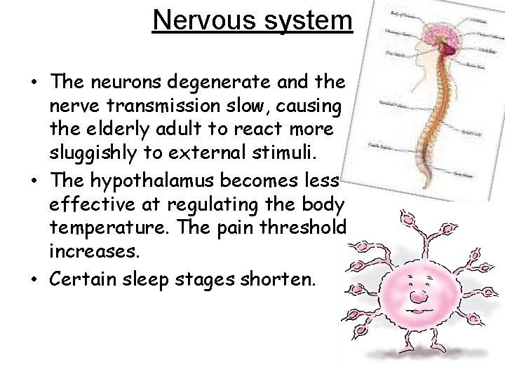 Nervous system • The neurons degenerate and the nerve transmission slow, causing the elderly