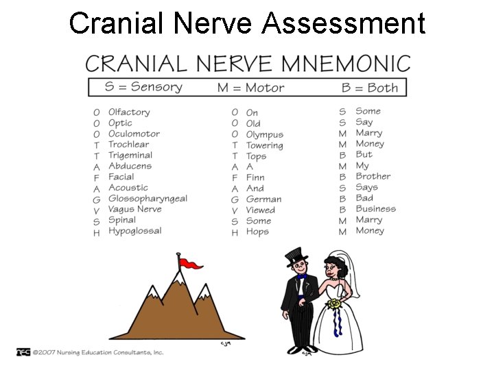 Cranial Nerve Assessment 