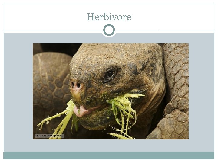 Herbivore 