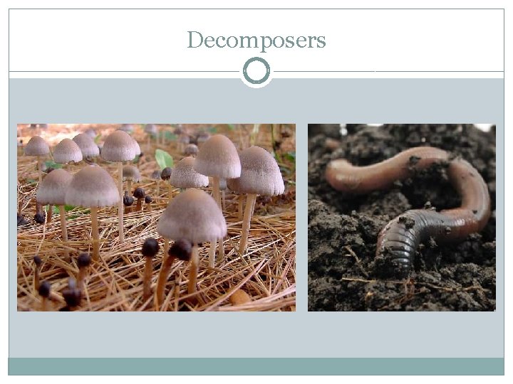 Decomposers 