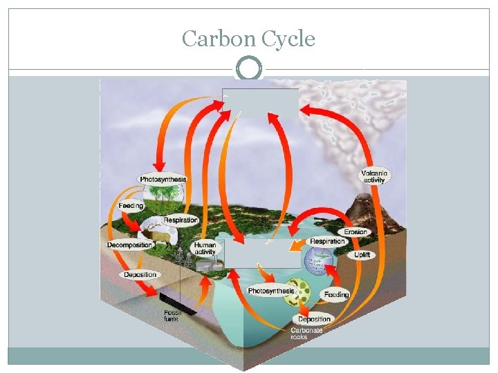 Carbon Cycle 