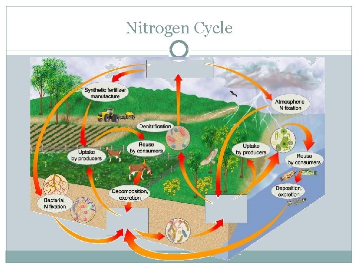 Nitrogen Cycle 