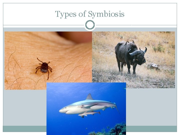 Types of Symbiosis 