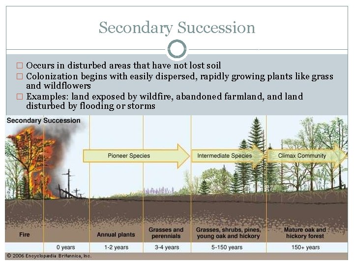 Secondary Succession � Occurs in disturbed areas that have not lost soil � Colonization