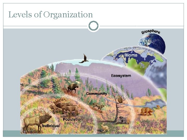 Levels of Organization 