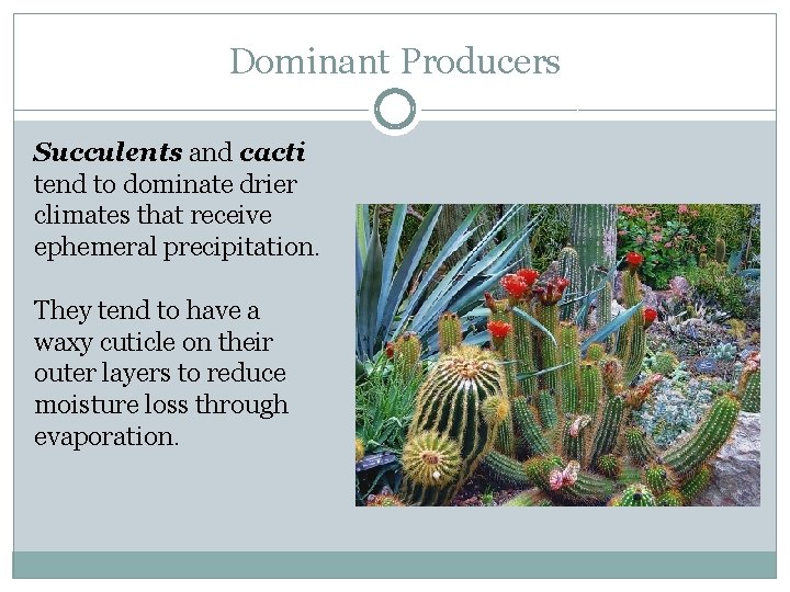Dominant Producers Succulents and cacti tend to dominate drier climates that receive ephemeral precipitation.