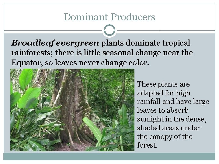 Dominant Producers Broadleaf evergreen plants dominate tropical rainforests; there is little seasonal change near