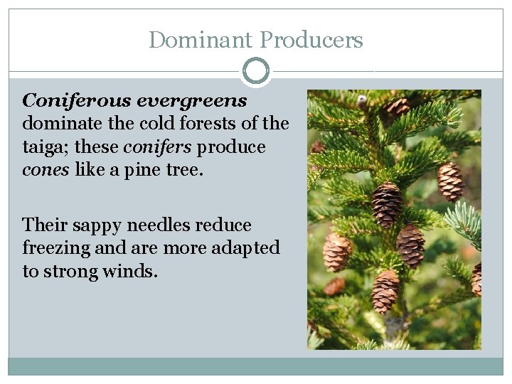 Dominant Producers Coniferous evergreens dominate the cold forests of the taiga; these conifers produce