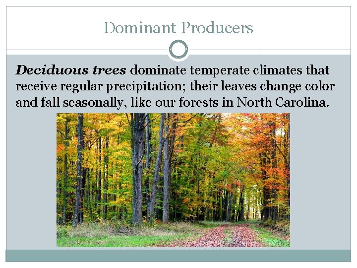 Dominant Producers Deciduous trees dominate temperate climates that receive regular precipitation; their leaves change