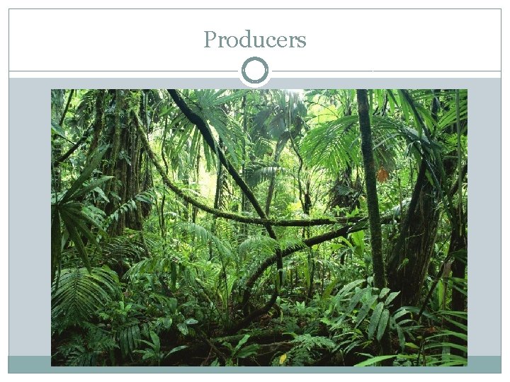 Producers 