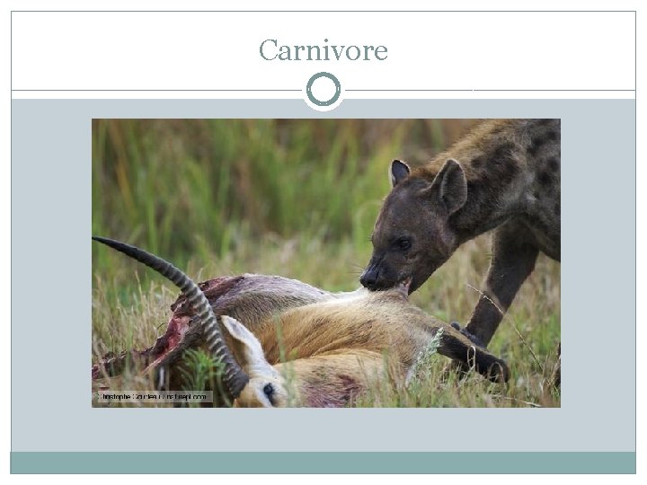 Carnivore 