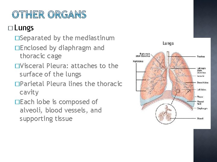 � Lungs �Separated by the mediastinum �Enclosed by diaphragm and thoracic cage �Visceral Pleura: