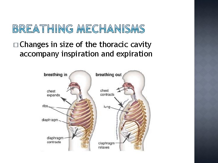 � Changes in size of the thoracic cavity accompany inspiration and expiration 