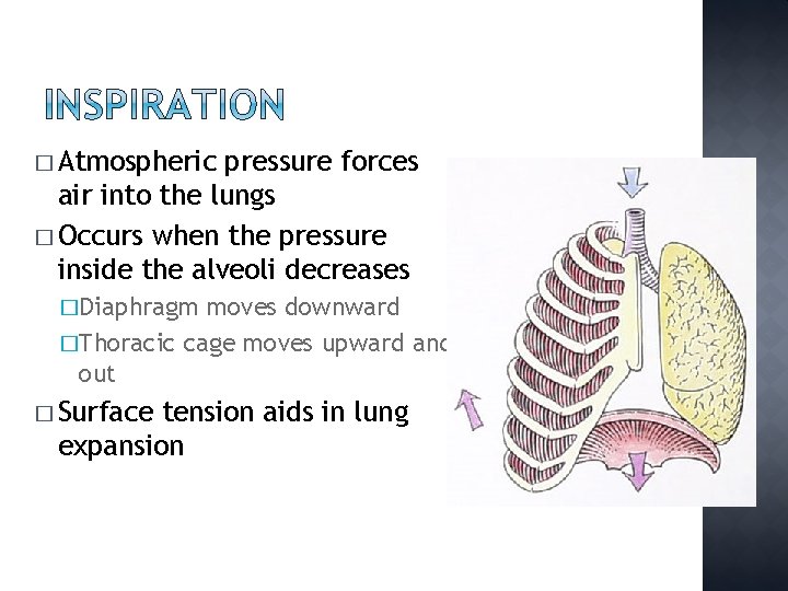 � Atmospheric pressure forces air into the lungs � Occurs when the pressure inside