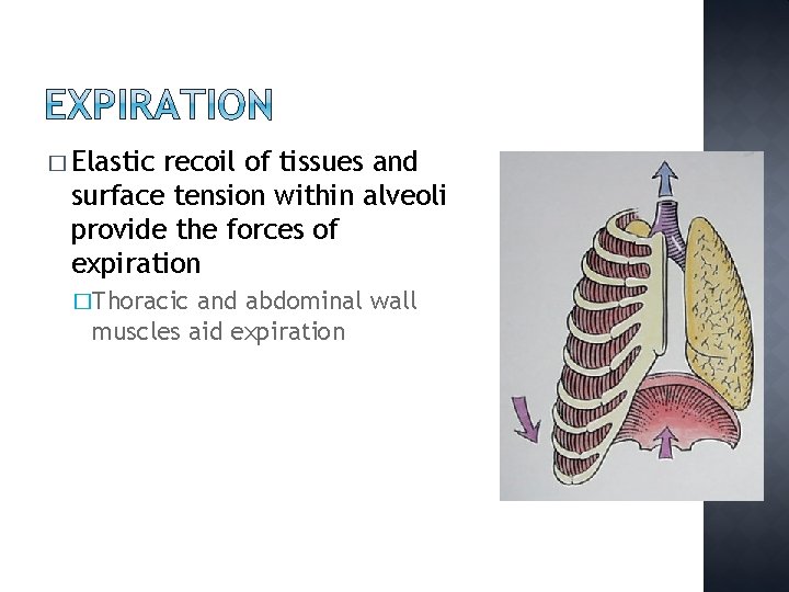 � Elastic recoil of tissues and surface tension within alveoli provide the forces of