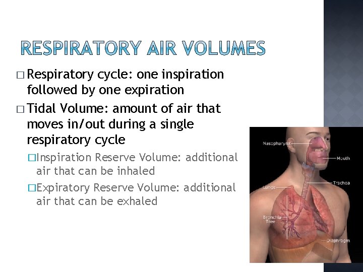 � Respiratory cycle: one inspiration followed by one expiration � Tidal Volume: amount of