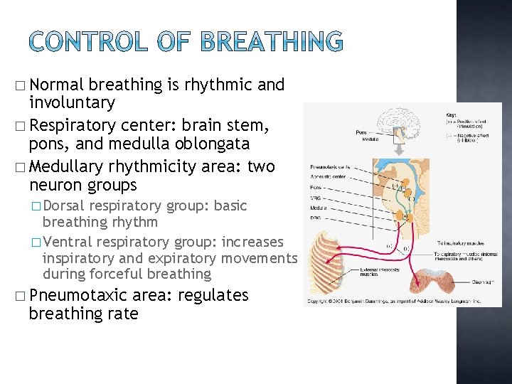 � Normal breathing is rhythmic and involuntary � Respiratory center: brain stem, pons, and