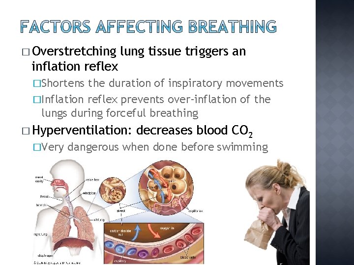 � Overstretching lung tissue triggers an inflation reflex �Shortens the duration of inspiratory movements