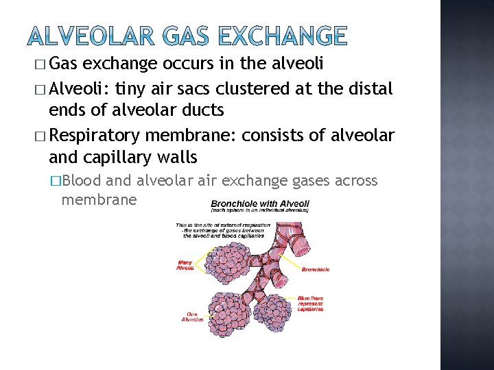 � Gas exchange occurs in the alveoli � Alveoli: tiny air sacs clustered at