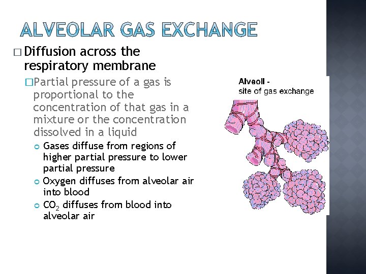 � Diffusion across the respiratory membrane �Partial pressure of a gas is proportional to
