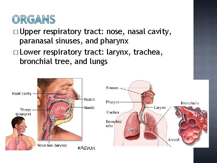 � Upper respiratory tract: nose, nasal cavity, paranasal sinuses, and pharynx � Lower respiratory