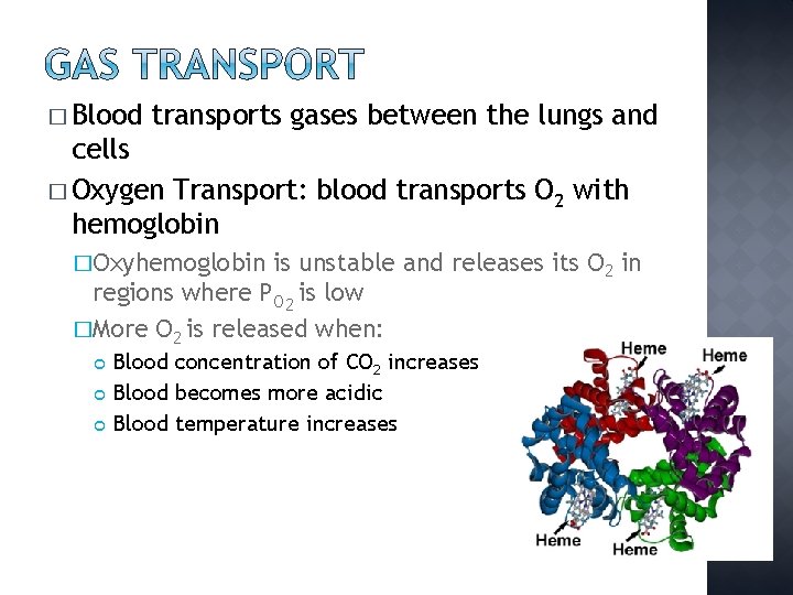 � Blood transports gases between the lungs and cells � Oxygen Transport: blood transports