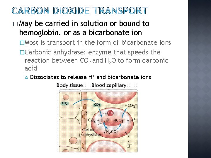 � May be carried in solution or bound to hemoglobin, or as a bicarbonate