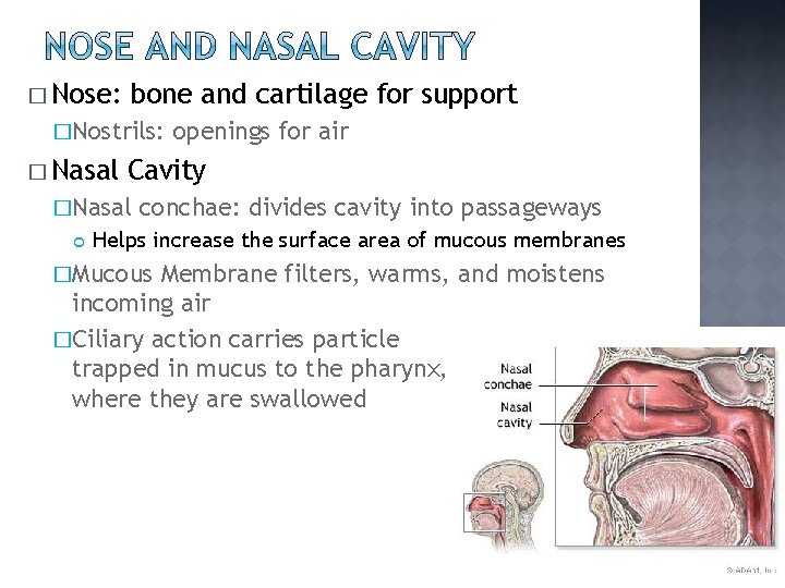 � Nose: bone and cartilage for support �Nostrils: � Nasal Cavity �Nasal openings for