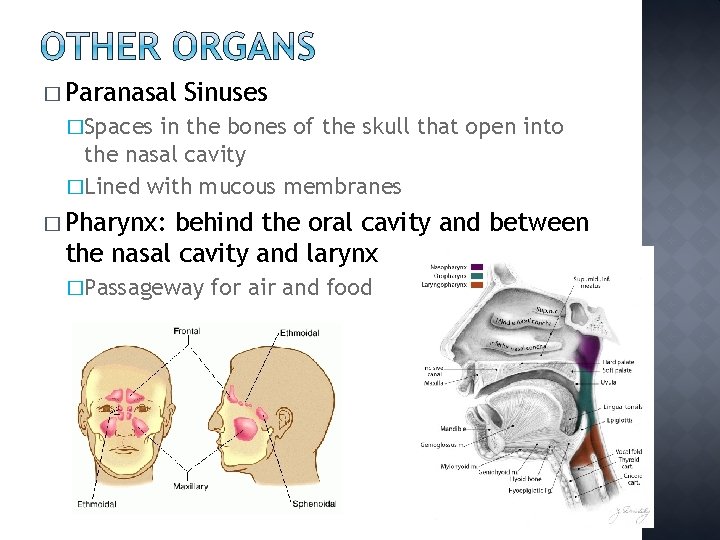 � Paranasal Sinuses �Spaces in the bones of the skull that open into the